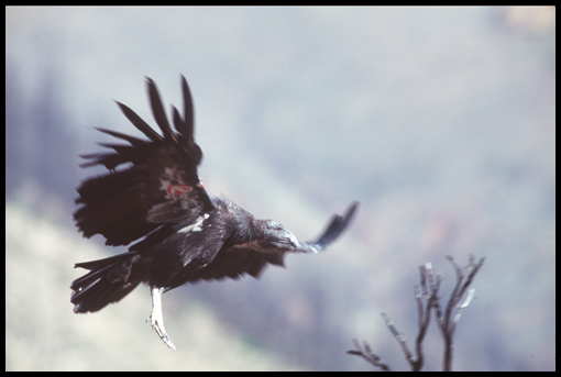 The California Condor california condor facts. The California Condor
